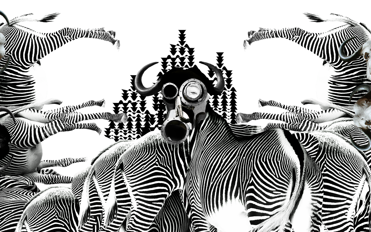 zebras-2