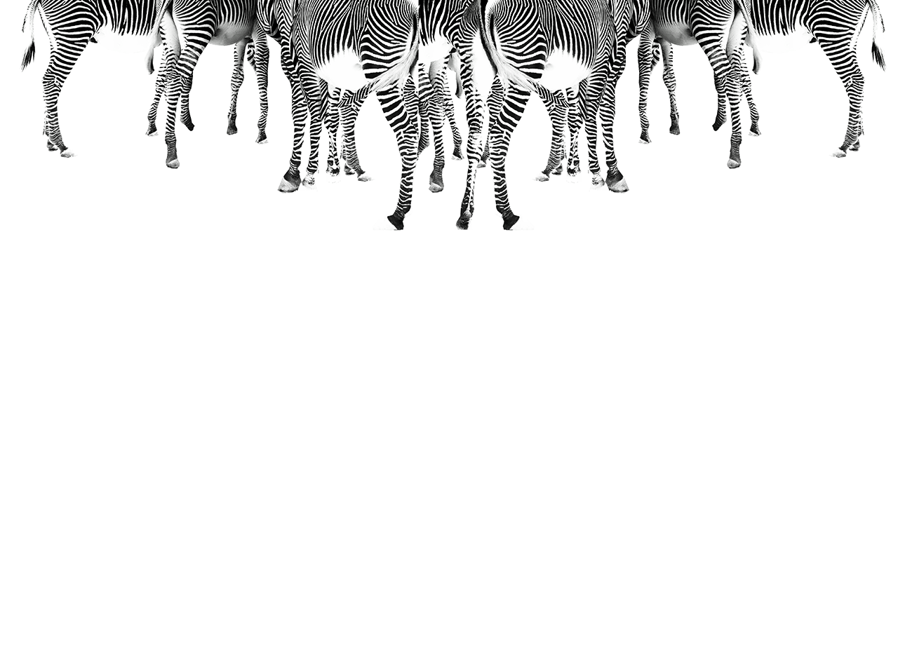 breed-media-file-3