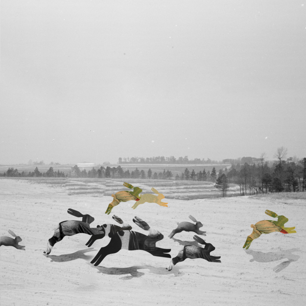 Vineyard of hares